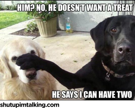 dogs | Shut Up I'm Talking