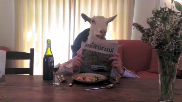 Goat Eating Dinner  Shut Up I'm Talking